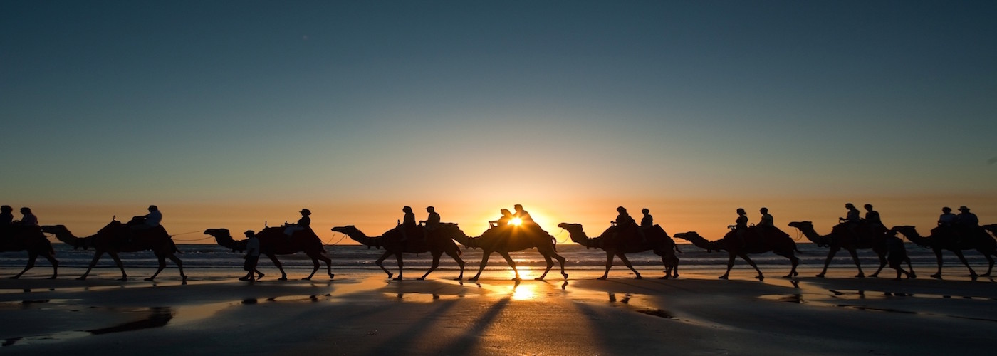Camels Sunset